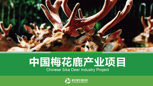 愛中愛生物科技項目計劃書ppt美化